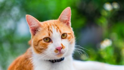 Cat Dad Shares Emotional Moment Missing Cat Comes Home After Being Let Out by Accident