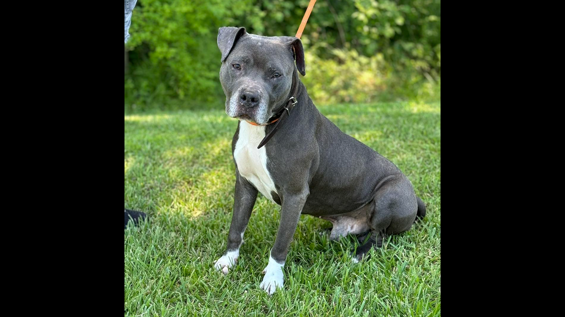 ‘Friendly’ dog named Gus saved after owner wanted him put down. Now he has a new home