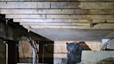 Owners ignore dog’s odd barking for weeks — then find a bear under house, video shows