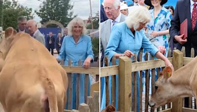 Charles & Camilla giggle as they're confronted by 2 VERY frisky cows