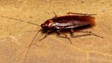 ¿Cómo es la cucaracha alemana? Especie en peligro de plaga en México por su resistencia a pesticidas