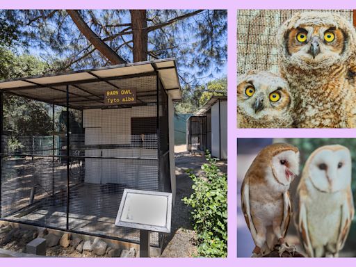 Want to help your feathered friends? This new L.A. center rescues birds of prey