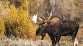 Parasitic worm likely playing role in decline of moose populations