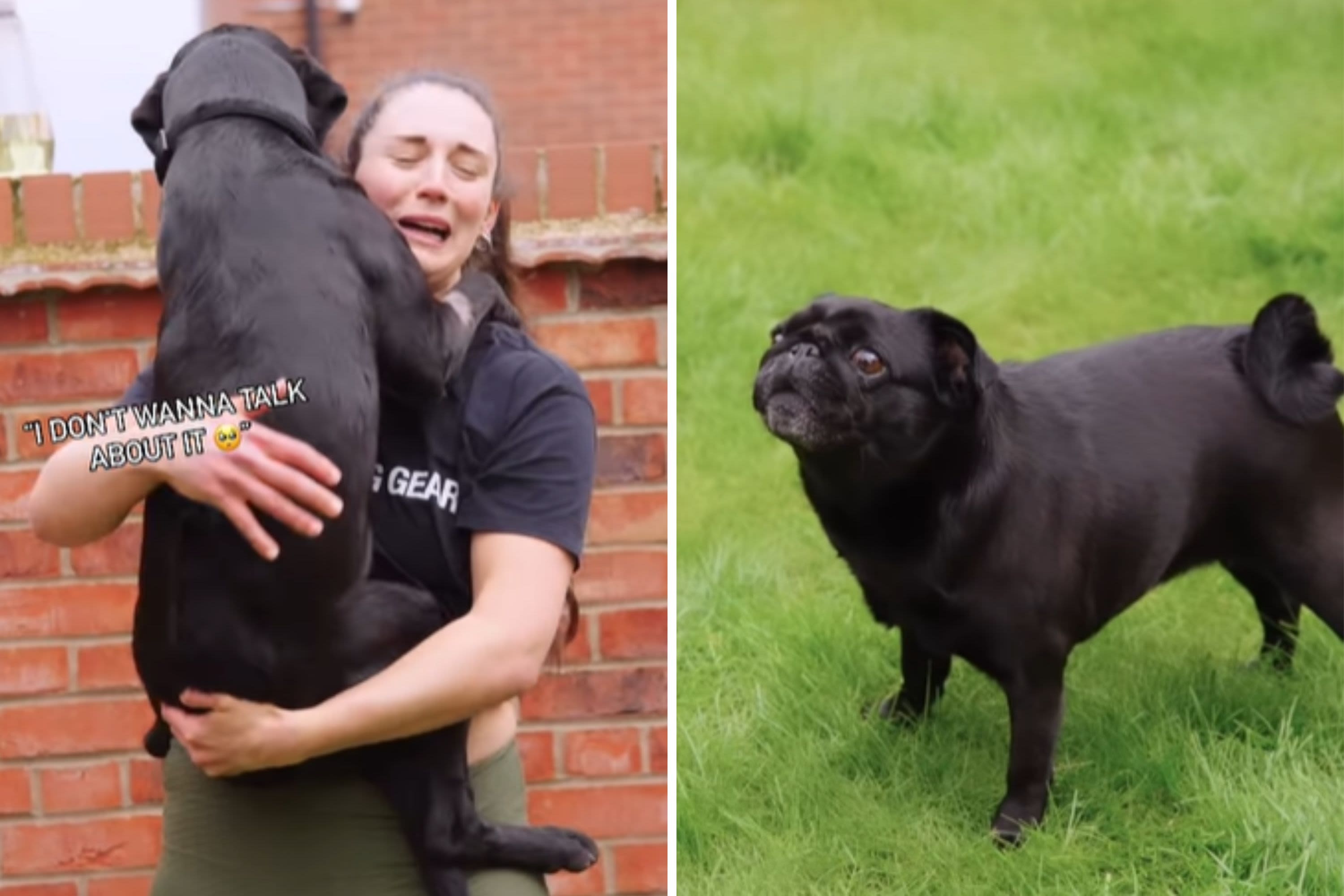 Moment dog jumps into mom's arms "Scooby Doo" style to escape bullying pug