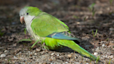 No two parakeets sound exactly the same