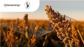Farmers Edge and National Sorghum Producers Join Forces to Empower Growers for Climate-Smart Commodities Grant - The Morning Sun