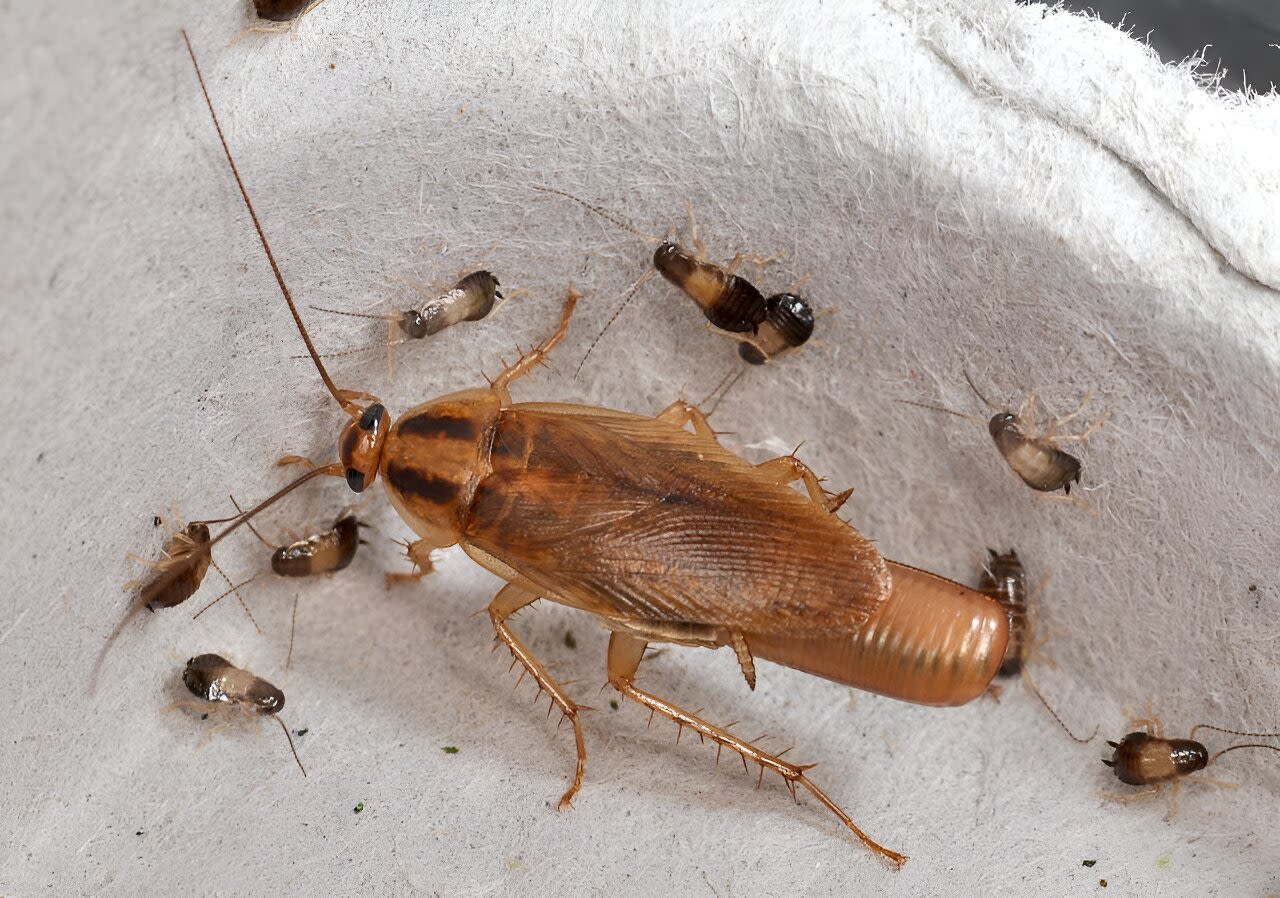 A pest of our own making: Revealing the true origins of the not-so-German cockroach