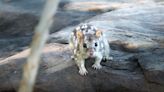 Sex drive and lack of sleep may be killing endangered quolls