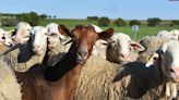 Tras más de 50 años, la viruela ovina y caprina regresa a España
