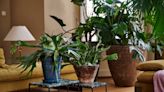 Move over Monstera, these are the plant trends you need to know about instead