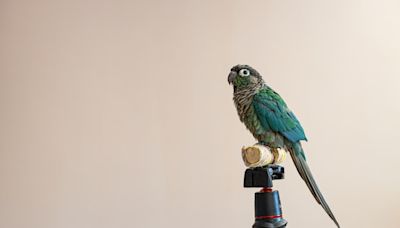 Bird training: How to train your feathered friend to step up