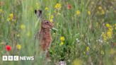 South Downs: National park’s nature initiative nears milestone