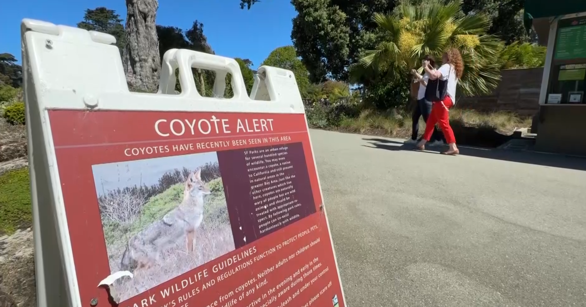 San Francisco wildlife officials may have killed coyote that bit girl at botanical garden