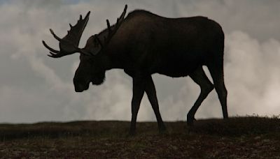 Family says photographer, a Painesville native, killed in moose attack knew the risks