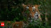 55-year-old farmer, killed by tiger in Pilibhit | Bareilly News - Times of India