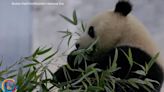 Giant pandas to return to National Zoo
