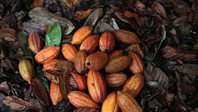Expensive Cocoa Supply Is About to Hit Chocolate Makers, Spurring Demand Pullback