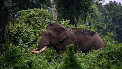 Female elephant dies from suspected electrocution near Kerala’s Peechi wildlife sanctuary