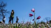 This ridge is considered a California ‘jewel.’ Here’s how tribes are trying to protect it