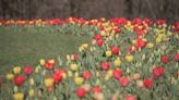 Tulip Mania in full bloom in Wellesley