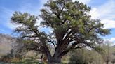 Where is the juniper tree the Granite Mountain Hotshots saved? Here's how to find it