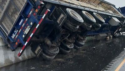 Live chickens on the highway after transport truck crash on Highway 401 in Milton