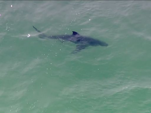 Del Mar closes beaches for swimming and surfing after shark attack