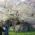 Rock-Breaking Cherry Tree