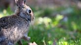 Our garden columnist has learned to coexist with the New England cottontail. He draws the line at certain beetles and caterpillars