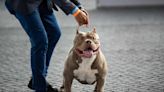 Irlanda prohibirá la raza de perro American Bully XL