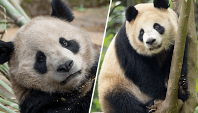 Pandas from China safely arrive at San Diego Zoo