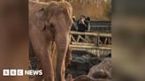 Chester Zoo announces sudden death of elephant