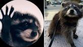 ¿Cómo se originó el clip viral de Pedro, el mapache de TikTok? Conoce su verdadera historia