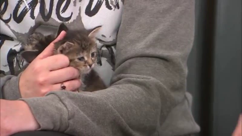 Kitten season has Ten Lives Club looking for fosters