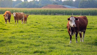 4th human case of bird flu linked to dairy cow outbreak: CDC