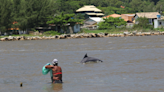 Brazil’s unique fishing collaboration between dolphins and humans may be disappearing, scientists warn