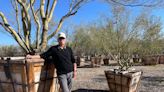 Semiconductor factory growth must yield to native plants in Phoenix - Marketplace