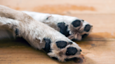 Video Showing How Foster Puppy Individually Bonds With the Other Dog of the House Is Too Cute