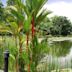 Singapore Botanic Gardens