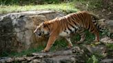 Can you own a tiger in Ohio? These animals are prohibited in the state