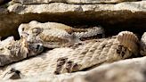 Timing of Illinois' timber rattlesnake emergence studied - Outdoor News