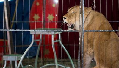 El viaje a la libertad de Manuschka, la leona obligada a hacer trucos en un circo de Alemania