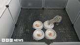 Study shows gull chicks rescued from Cornish towns prefer seafood