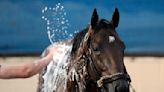 Kentucky Derby implements safety changes following deadly year at track