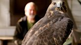 Southern California's wildlife rehabilitators say they are in a fight for survival