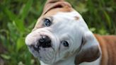 Hungry English Bulldog Puppy Yelling at Mom for Lunch Is the Cutest Thing on the Internet