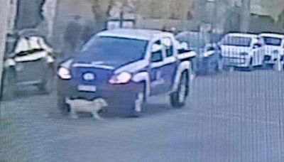 Video: una camioneta de la municipalidad de Guaymallén atropelló a un perro y se fue sin asistirlo