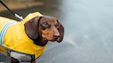 Hot to trot: does your dog really need a jacket in the Australian winter?