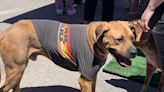 Bark Wars Pet Event: El Paso's adorable crusade against lonely shelter animals