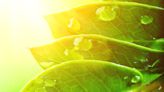 Key Carboxysome Discovery Brings Scientists a Giant Step Closer to Supercharged Photosynthesis
